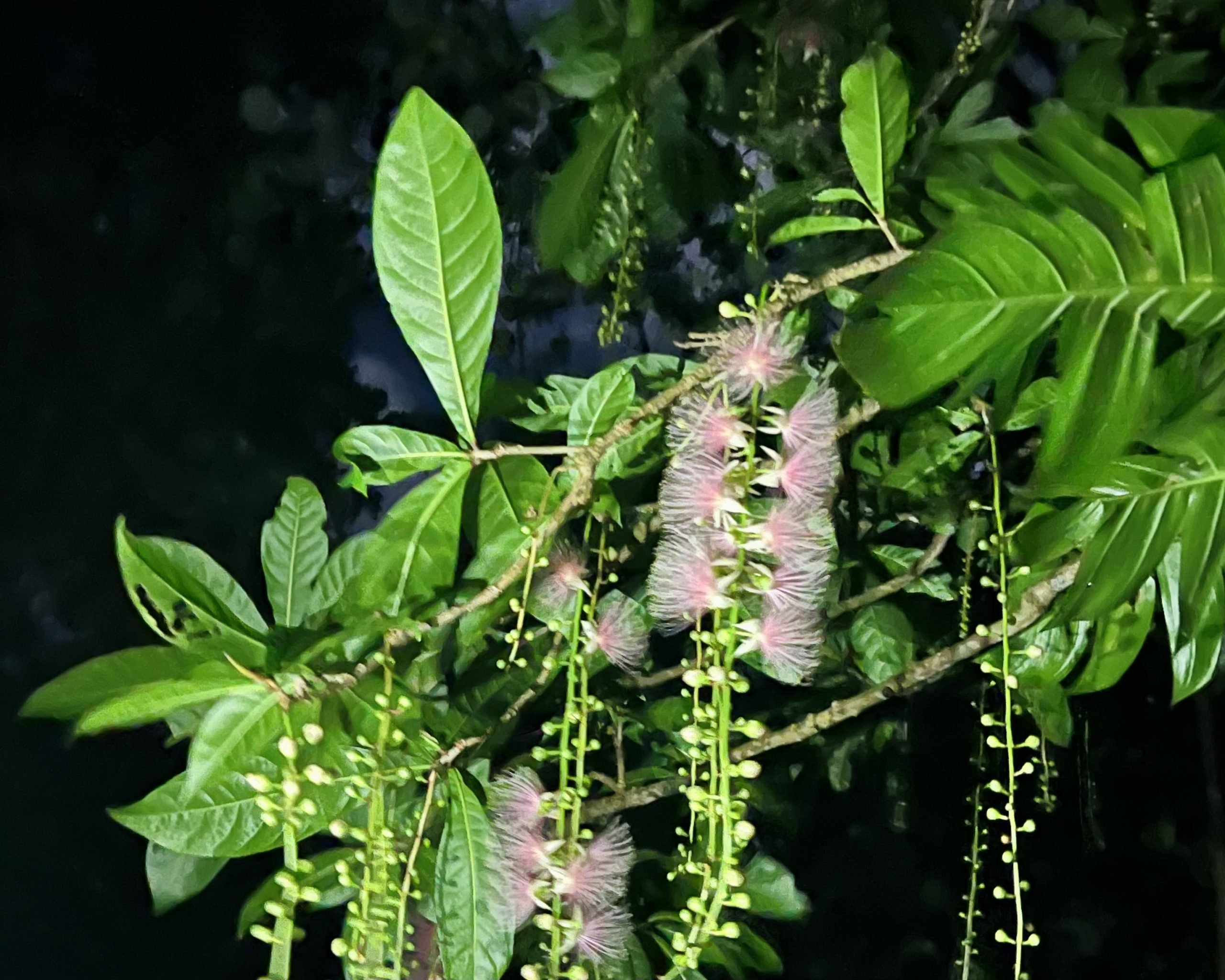 🌸 소에도 사가리바나(소에도 사가리바나) 이미지 6